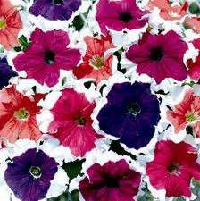 PETUNIA FROST MISCUGLIO NR.1000 SEMI